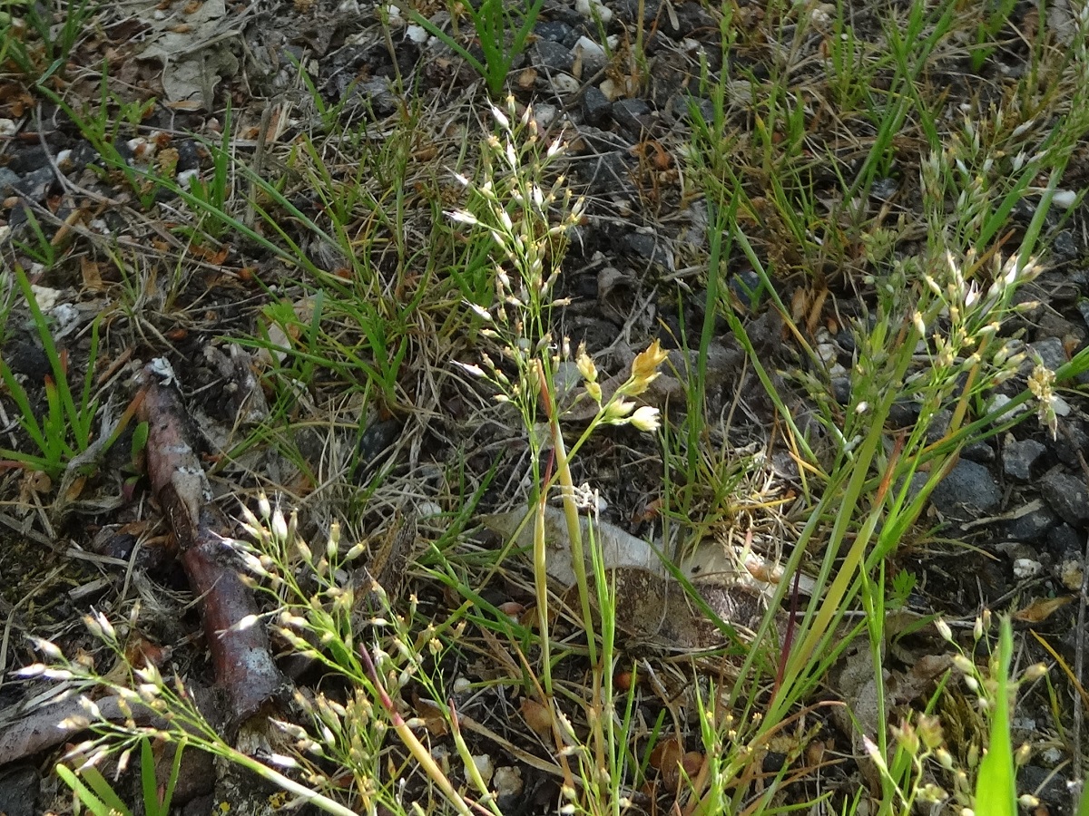 Aira caryophyllea (Poaceae)